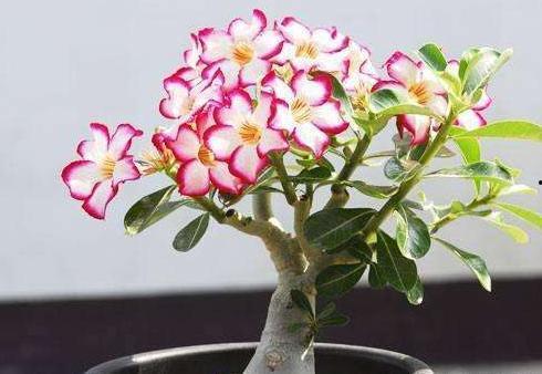 娱乐吃瓜酱沙漠玫瑰